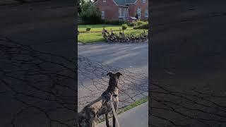 A gaggle of geese cross the street 6821 [upl. by Ssew213]