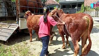 Oxen Yoke Susana Vieira sangei Buffalo x cavalo bull cowgirl fasion day jrot [upl. by Larisa]