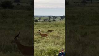 Impala ignores threat from tiger animals wildlife satwaliar satwapedia safari short [upl. by Israeli]