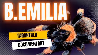 quotMysteries of Brachypelma Emilia Tarantula in the Wild Behaviors and Habitat Revealedquot [upl. by Nelloc]