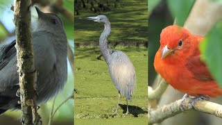 Every birdie poops Part 8 at Smith Oaks Bird Sanctuary [upl. by Reinal]