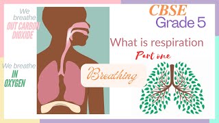 what is respiration CBSE grade 5 imp question part one breathing is inhaling and exhaling air [upl. by Primo491]