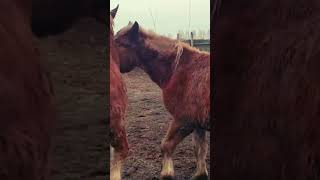 Released young stallions । Horses Meeting [upl. by Franza225]