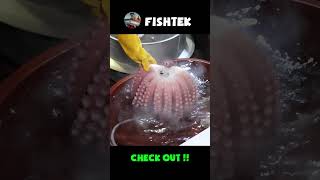 🦑 Check out this GIANT octopus What will we make 🤔🔥 [upl. by Gilpin]