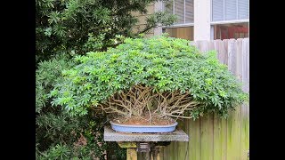 Schefflera Bonsai Schefflera arboricola [upl. by Lindahl]