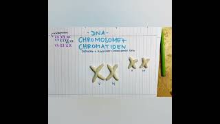 DNA Chromosomen Chromatiden [upl. by Birdella]