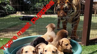 Tigers reaction to puppies [upl. by Durno]