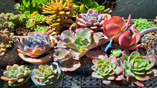 Succulents How to Grow the Best Colors [upl. by Koloski]