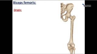 Popliteal Fossa  Anatomy Tutorial [upl. by Willet]