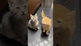 TATO’S 🦁 INSIDE VOICE 🔊‼️ babykittens orangecat fosterkittens [upl. by Ymiaj256]