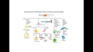 Mesenchymal Stem Cell Differentiation Pathways Unraveling LineageSpecific Markers [upl. by Lewendal742]