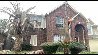 Time lapse of cutting down two palm trees [upl. by Zelig]