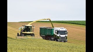 Wholecrop Wheat 🌾 with Lorries Hauling 🚛 [upl. by Tamis]