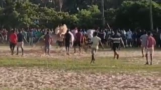 Bull lifted in air Goa bull fight [upl. by Einnij]