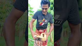 আজকে আমরা কচ কচ করে পেঁপে খেয়েছি farming papayafarm farmers papaya agriculture fruit [upl. by Justen272]