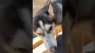 Husky Siberiano de 300 dólares 😂 [upl. by Nai651]