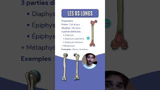 Anatomie des os longs [upl. by Durante]