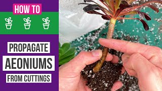 How to propagate Aeoniums from cuttings  Easy  results [upl. by Portwin382]