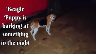 Beagle Puppy Barking at Night  Beagle Dog Barking Video beagle beagles beaglelife dog [upl. by Edlihtam]