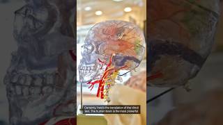 Human Body Mysterious Analysis of the Brainhumanbodyfacts [upl. by Rimat]