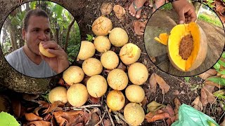 HOJE COLHEMOS ABRICÓ FRUTA NATIVA DA AMAZÔNIA [upl. by Lepley]