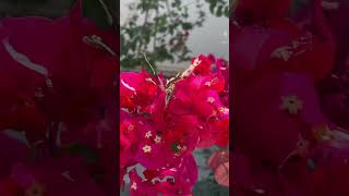 Papilio machaonPollinating and drinking bouganvillea nectar butterfly papillon fucsia special [upl. by Eizus]