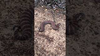 Releasing an Australian Death Adder Acanthophis antarcticus ⚠️☠️⚠️ [upl. by Yob]