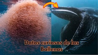 Las Ballenas no comen peces mira estás increíbles curiosidades de las Ballenas [upl. by Nicoline276]