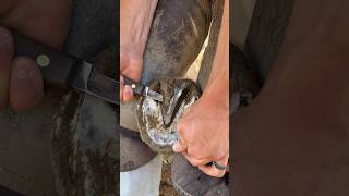 Super satisfying horse hoof trimming oddlysatisfying equestrian asmr satisfying [upl. by Mehelhteb640]