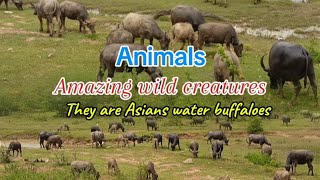 Animals in wildlife Buffaloes or Bubalus [upl. by Archangel]