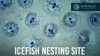 Massive icefish nesting site discovered in Antarctica [upl. by Vladamir906]