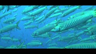 Barracuda Documentary [upl. by Nary]