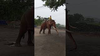 I rarely see tusked elephants protect them only 150 left in Vietnam vietnambiketourscom [upl. by Atsejam]