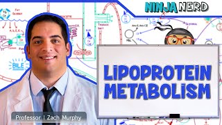 Metabolism  Lipoprotein Metabolism  Chylomicrons VLDL IDL LDL amp HDL [upl. by Hairehcaz478]