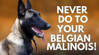 5 Things You Must Never Do to Your Belgian Malinois [upl. by Aldwon]