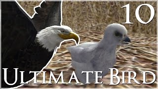 Our Baby Eaglet Hatches 🐦 Ultimate Bird Simulator  Episode 10 [upl. by Peursem]