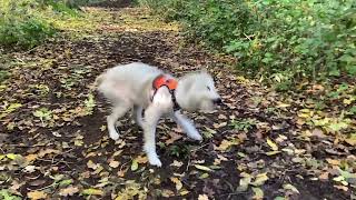 Bedlington Whippet Shake [upl. by Hort]