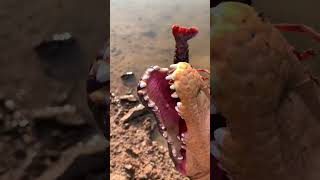 Crocodile eating lobster Indepth restoration of the crocodile eating lobster process Filmed i [upl. by Duffy123]