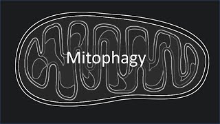 Physiology  Mitophagy [upl. by Aihsekram]