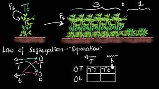 Dominance amp segregation laws  Heredity amp Evolution  Biology  Khan Academy [upl. by Nissy]