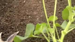 Kako skinuti pelcer sa muškatle  How to take geranium cuttings [upl. by Dronski]