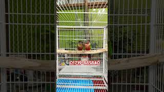 Yellow Sided Conure Double Red Factor Running Pair [upl. by Alrich821]