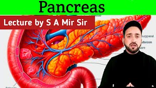 Pancreas Anatomy  Pancreas Kya Hota Hai  Insulin  Glucagon [upl. by Anwahs]