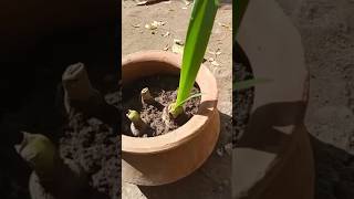 Albuca bracteata plants shorts [upl. by Roselani]