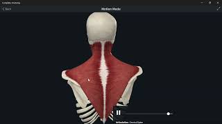 AnatomyBack deep intrinsic Back Muscles part1 التشريحالظهرعضلات الداخلية العميقة الجزء الاول [upl. by Chu]