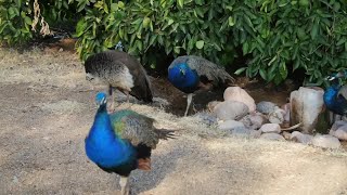 Dozens of peacocks run wild at Historic Sahuaro Ranch Park in Glendale [upl. by Ldnek261]