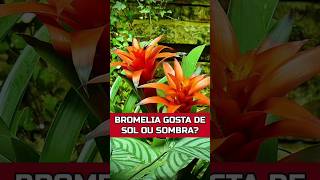 BROMÉLIA GOSTA DE SOL OU SOMBRA bromélias plantas horta [upl. by Akinor232]