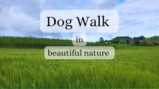 Dogs ❤️  Relaxing Dog walk  Nature dogs [upl. by Nnayllek]