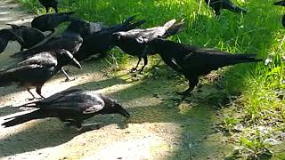 Fledgling crows coming for the afternoon snack 😘 [upl. by Shakespeare]