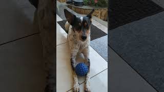 Minha bola azul e não largou não kkkkk youtubeshorts cachorro pets [upl. by Leiram]